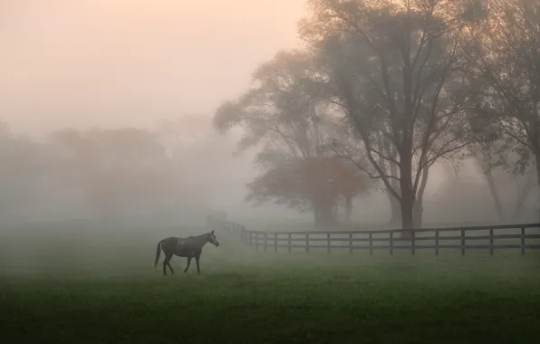 Field, grass, trees, fog, Park, horse, dawn, horse