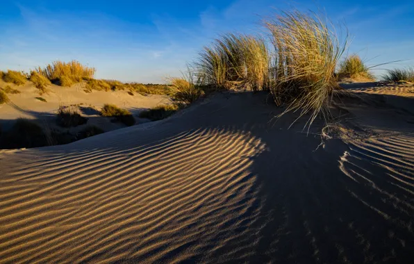 Sand, grass, France, dunes, Le Grau-du-ROI