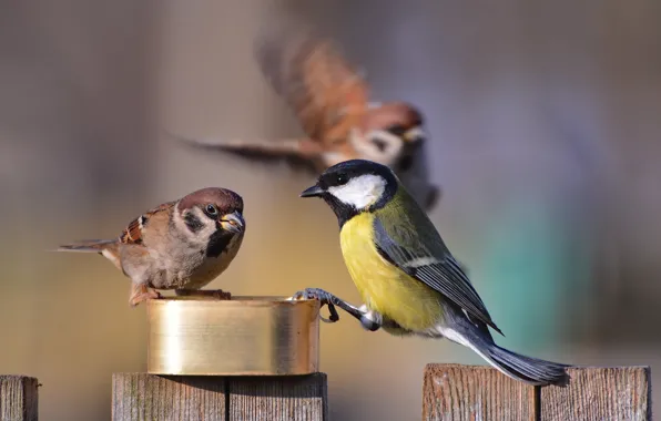 Birds, Sparrow, tit, feeder