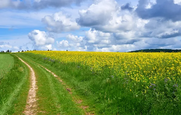 Road, field, the sky, clouds, flowers, rape, rapeseed field