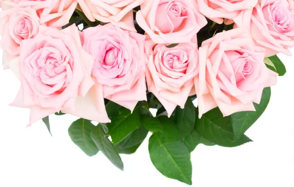 Roses, bouquet, pink, flowers, roses, pink roses