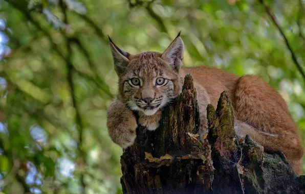 Picture look, snag, lynx, wild cat