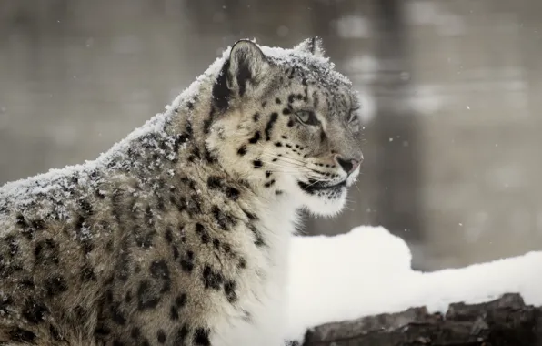 Winter, face, snow, predator, IRBIS, snow leopard, wild cat
