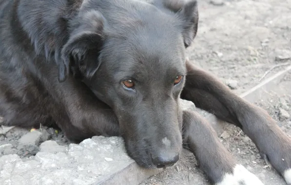 Sadness, eyes, look, earth, devotion, Dog, paws
