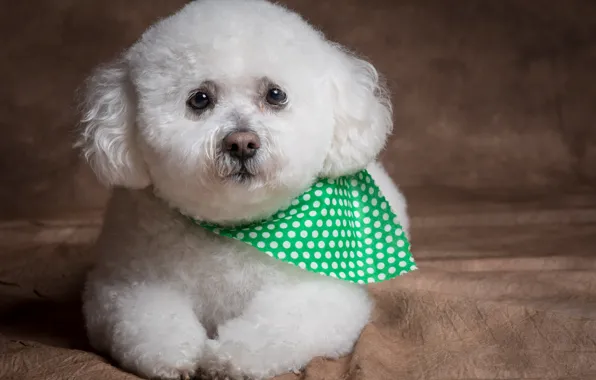 Look, background, dog