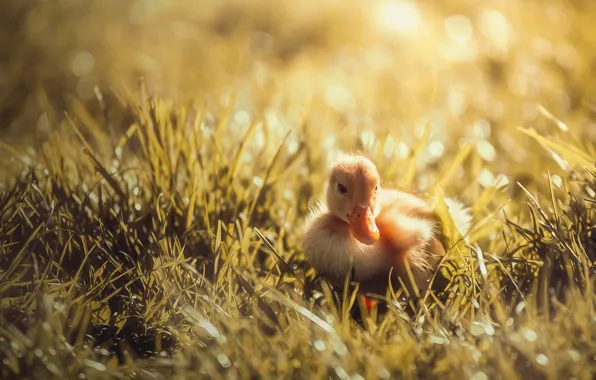 Grass, light, yellow, nature, glare, background, mood, treatment