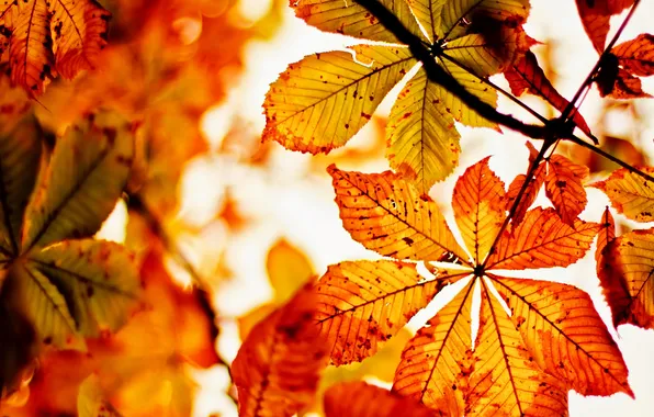Picture Nature, Autumn, Dead Leaves