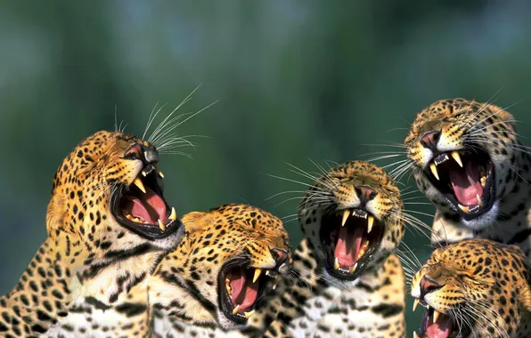 Cats, mouth, leopard, fangs, roar