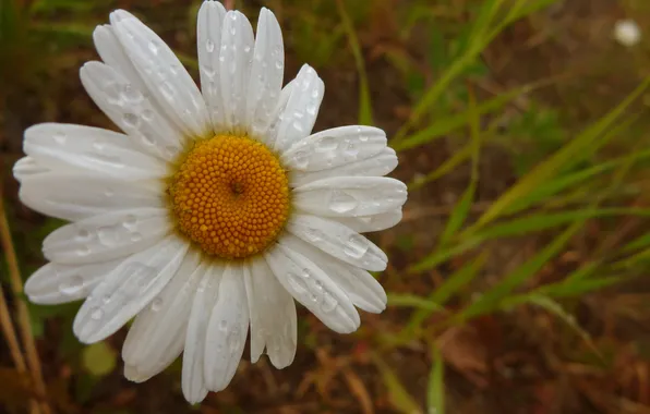 Macro, flowers, nature