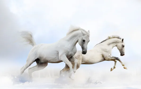 Sand, field, dust, running, white horses