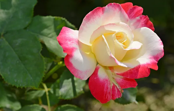 Leaves, nature, roses, petals