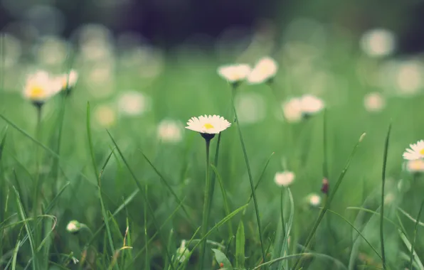 Picture greens, grass, macro, nature, green, glade, plants, Daisy