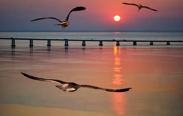 Picture sea, the sun, sunset, birds, Seagull, pierce, glow