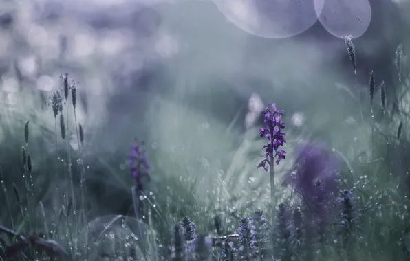 Flowers, nature, background