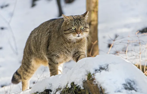 Look, snow, wild cat