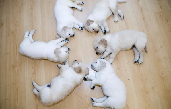 Puppies, Round, Labradors, Sleep