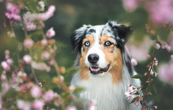 Picture forest, face, flowers, branches, nature, background, portrait, dog