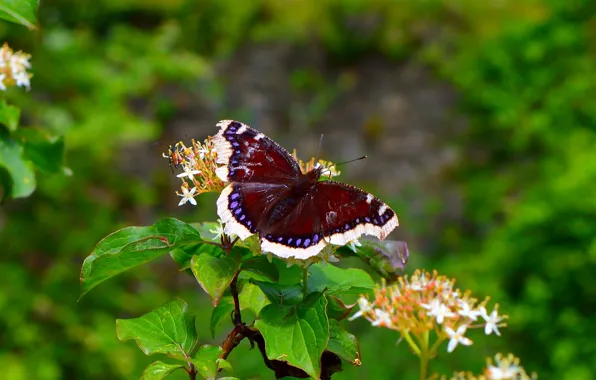 Picture Macro, Spring, Butterfly, Spring, Bokeh, Bokeh, Macro, Butterfly