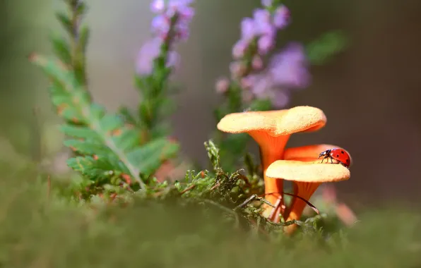 Autumn, macro, light, flowers, glade, mushrooms, ladybug, moss
