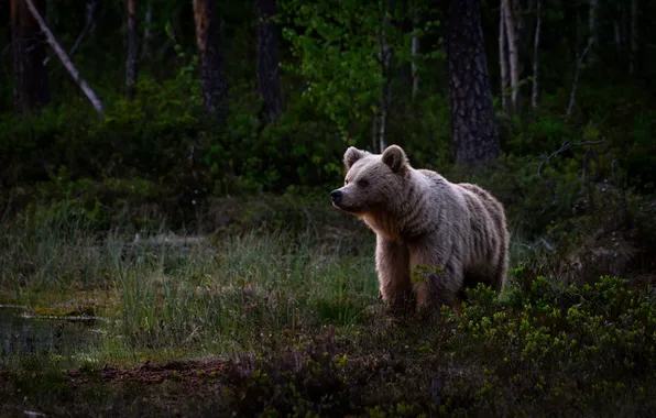 Forest, look, nature, pose, bear, bear, bear, face