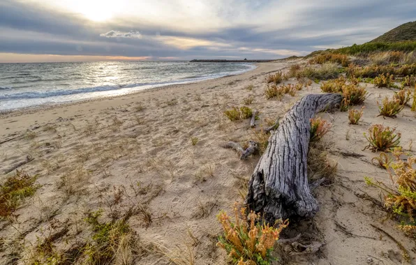 Sea, shore, the evening, log