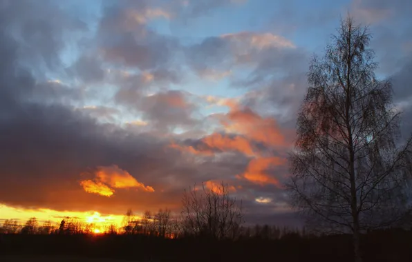 The sky, the sun, clouds, trees, sunset, birch