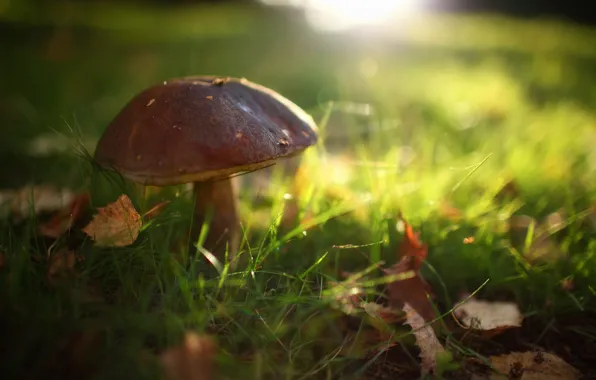 Picture autumn, grass, foliage, mushroom