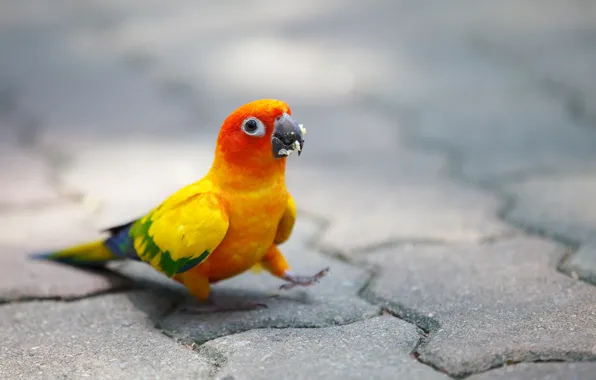 Bright, bird, parrot, bridge, crumbs