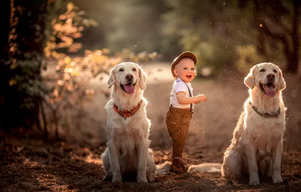 Picture dogs, mood, boy, child, two dogs