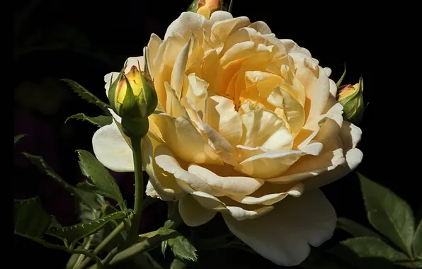 Flower, rose, Bud, black background, yellow rose