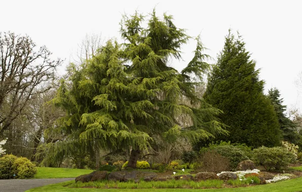 Picture trees, Park, stones, lawn, garden, USA, the bushes, Oregon Gardens