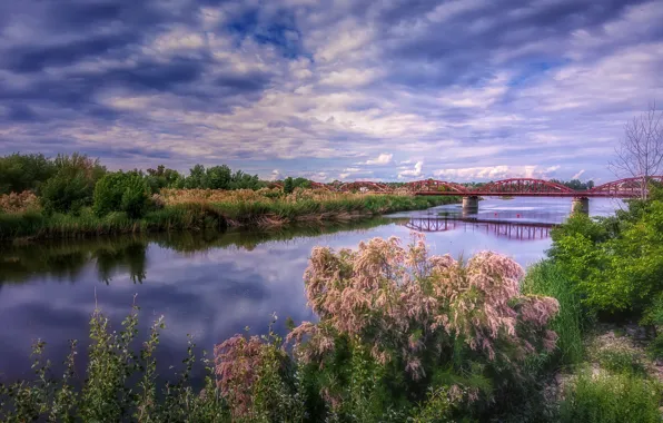 Landscape, flowering trees, TALAVERA