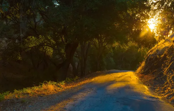 Picture road, light, morning