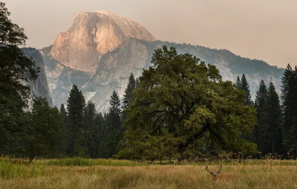Trees, Yosemite, mountains, sunrise, deer, Half Dome