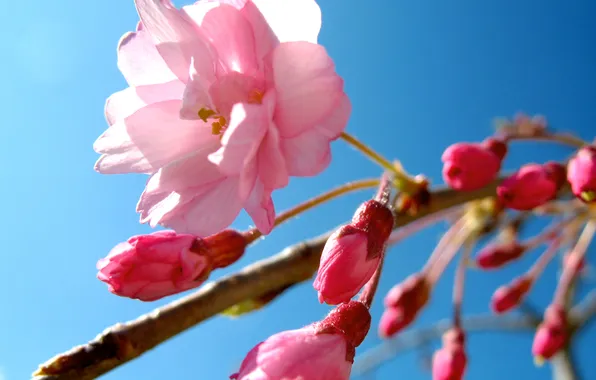 Flower, the sky, pink, spring, Sakura