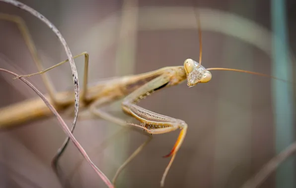 Picture macro, mantis, insect