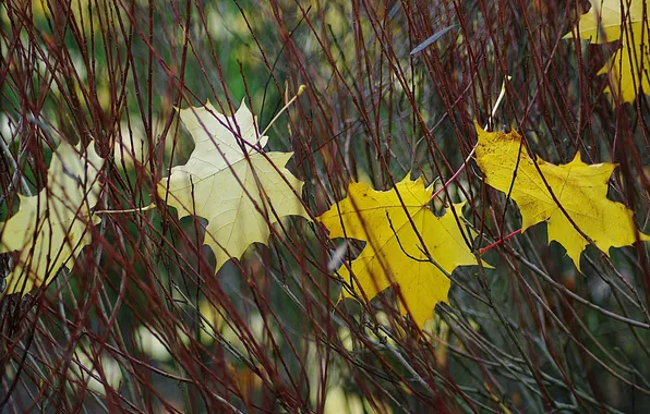Autumn, leaves, macro, branches