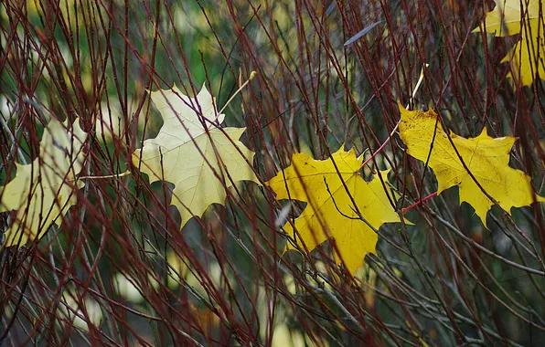 Picture autumn, leaves, macro, Branches