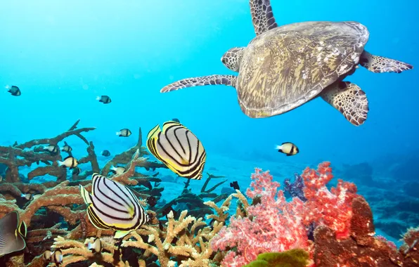 Picture fish, Wallpaper, turtle, water world