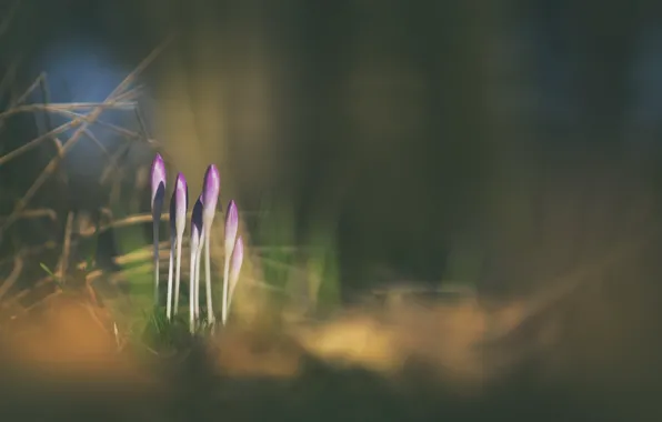 Flowers, nature, Crocus