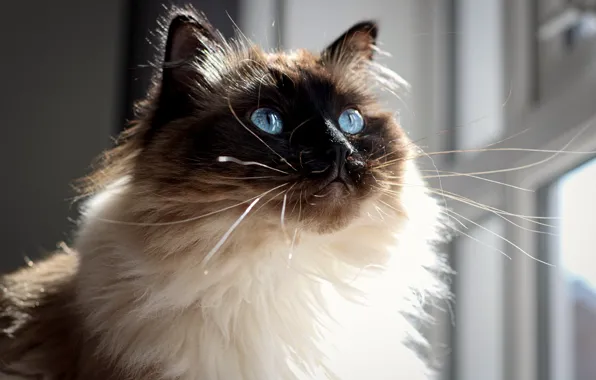 Picture cat, cat, look, face, blue eyes, Ragdoll