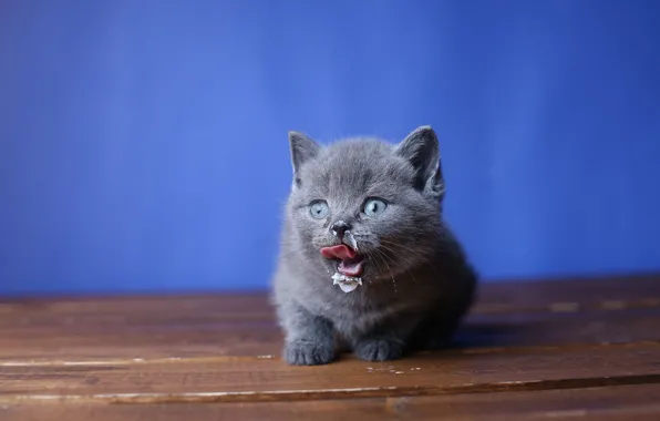 Language, look, background, milk, muzzle, kitty, British, grimy