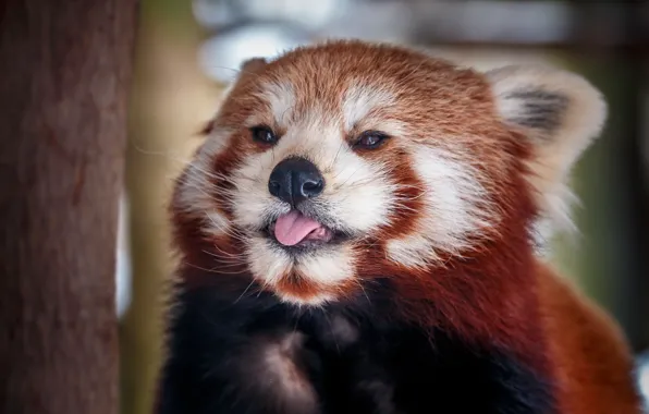 Language, look, portrait, red Panda, face, red Panda