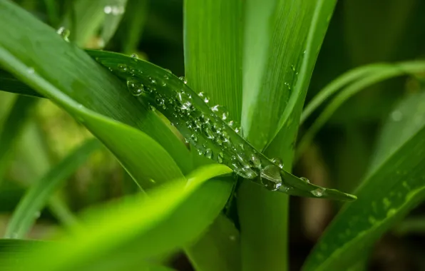 Picture greens, drops, macro, green, Leaves, leaves, macro, drops