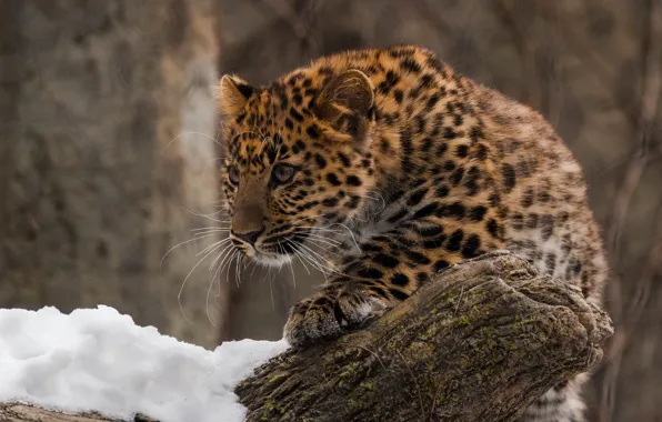 Picture predator, leopard, cub, wild cat, zoo, far East, Amur
