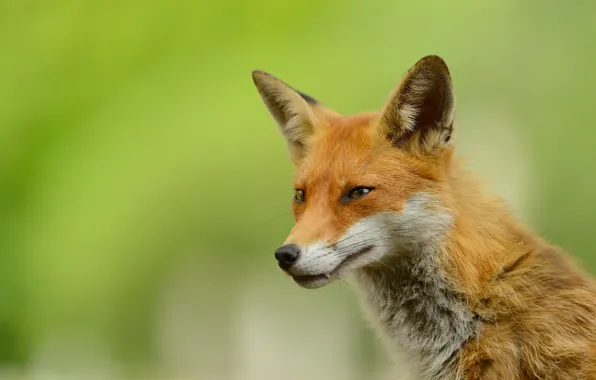 Look, nature, pose, portrait, Fox, fangs, red, face