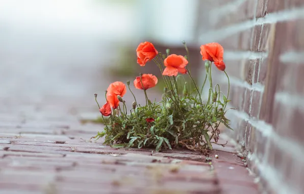 Macro, flowers, photo, plant, Maki
