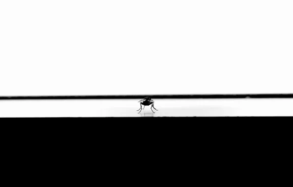 Picture fly, minimalism, window