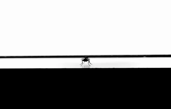 Fly, minimalism, window