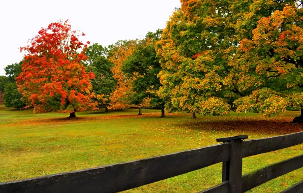 Road, autumn, forest, leaves, trees, nature, Park, colors